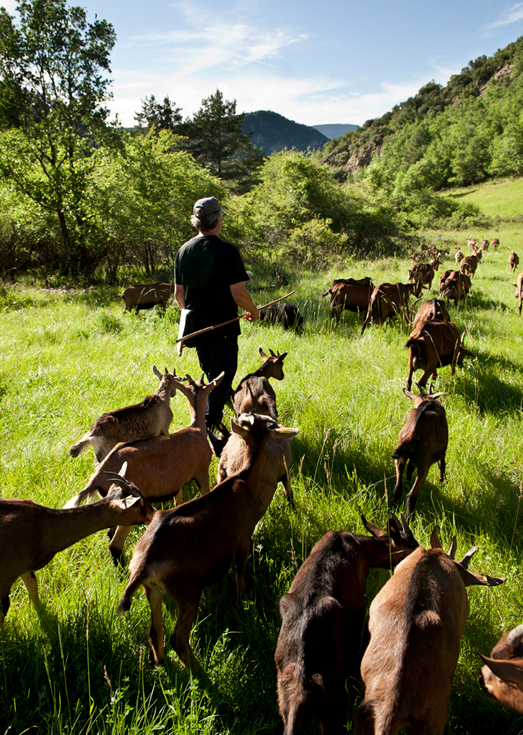El rebaño de cabras de Serrat Gros / Foto: Adriana Olsina